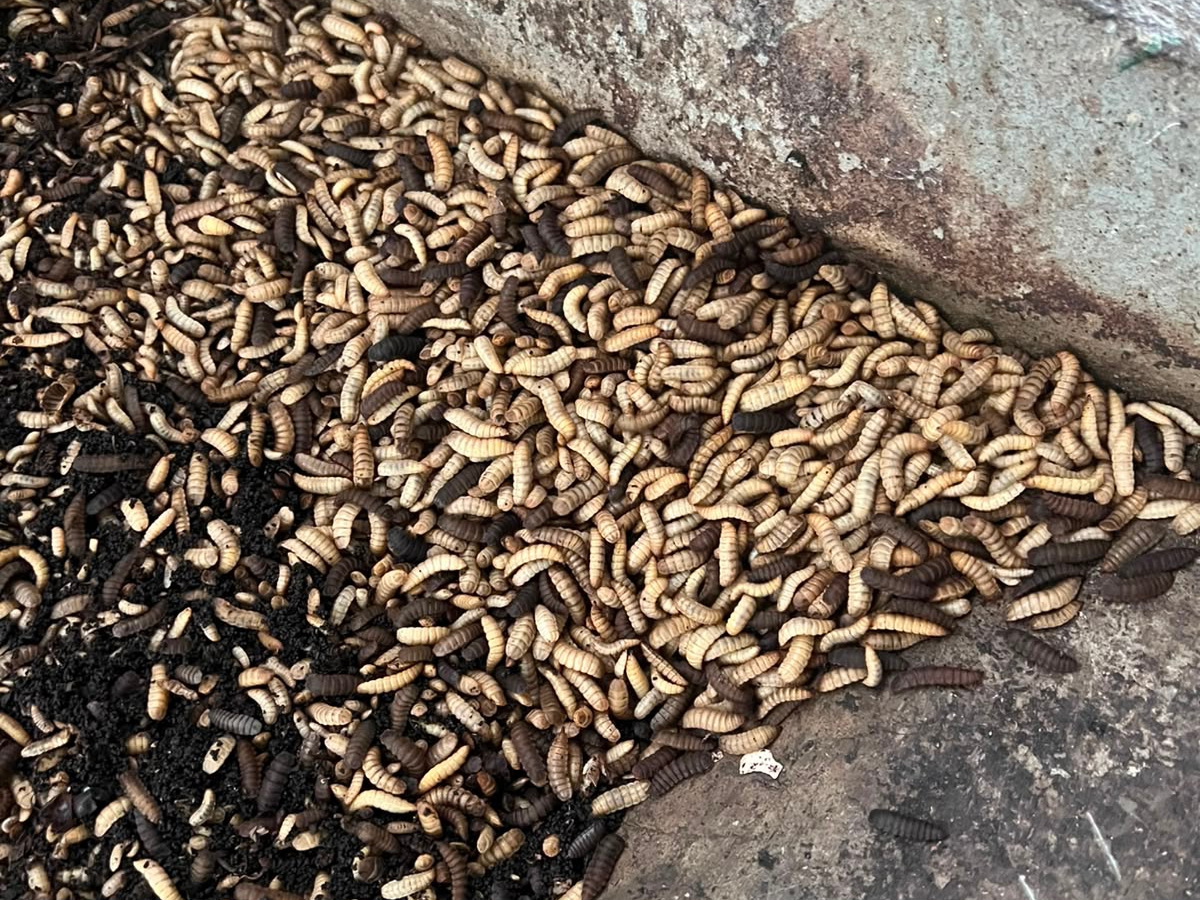 Maggot Segar